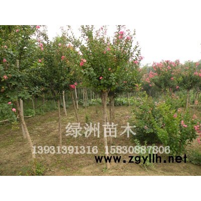 绿洲苗木基地供应优质金叶榆