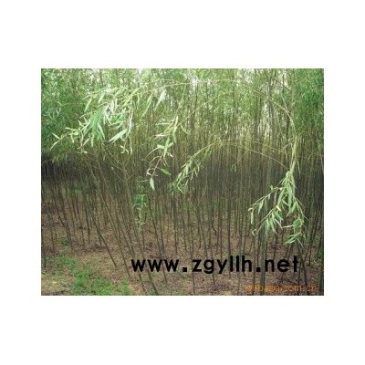 供应各种大小乔木、大量107速生杨，毛白杨苗、国槐、法桐、合