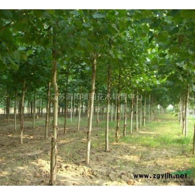 供应樱花苗、碧桃苗、海棠苗、红枫苗、栾树苗1米高