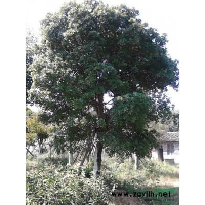 本公司主要经营杨梅树，桂花，樟树，紫薇等各种规格的苗木