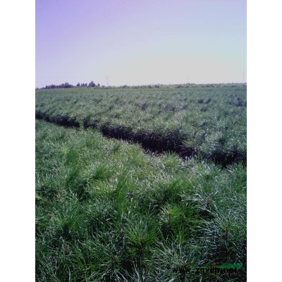 红松2-2   红松2-3    兴安落叶松1— 长白落叶松