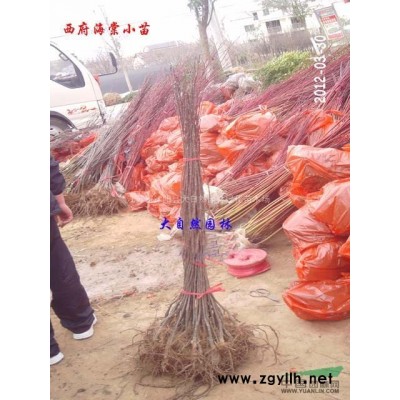 榆叶梅，丛生榆叶梅，独杆榆叶梅、榆叶梅价格！