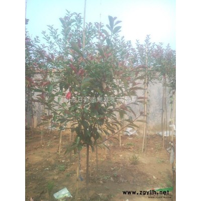 日本红枫双樱金叶复叶槭红紫薇等速生原生苗1390638943