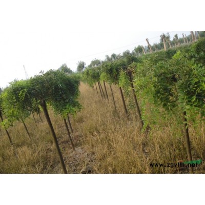 北京种植什么树好活，耐活