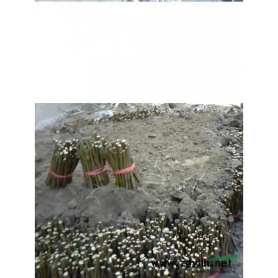 供应速生法桐扦插条