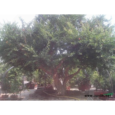 供应1-40公分石榴树