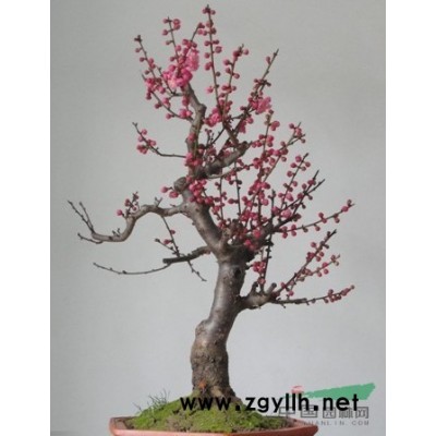 梅花，多花射干，银杏，木槿，小叶黄杨，石楠