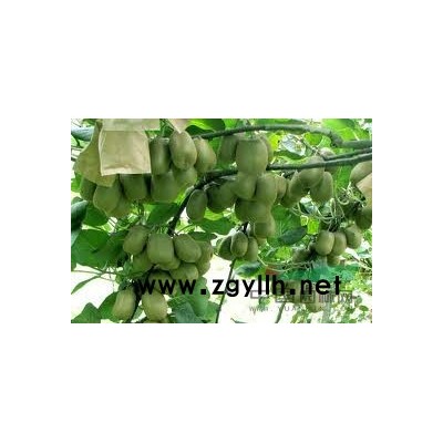 樟子松，云杉，黑松，冷杉，红松