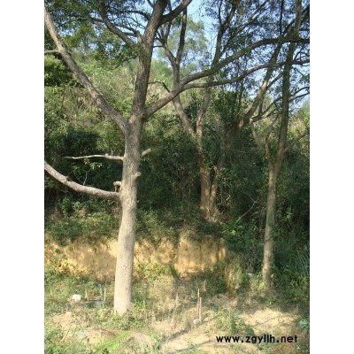 1000棵4-8丹桂，野生香樟