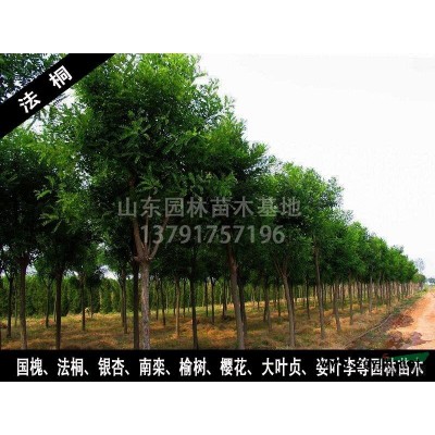 法桐、国槐、银杏、南栾、白蜡、榆树、樱花、大叶贞、紫叶李