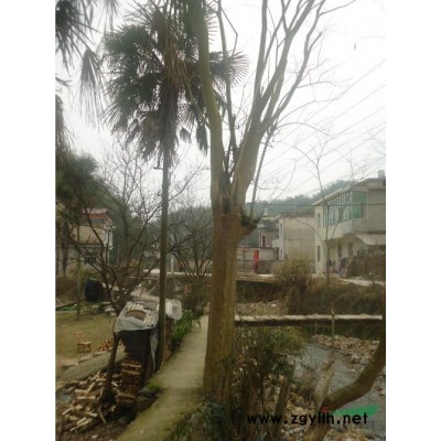 原生紫薇米径30cm-70cm