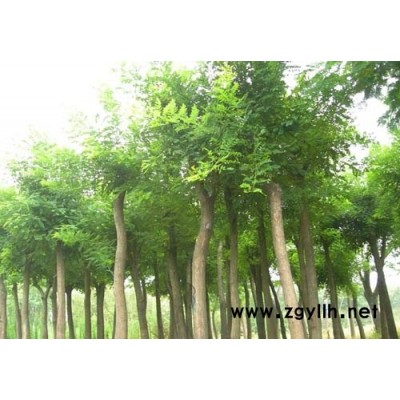 国槐，国槐种子各种规格