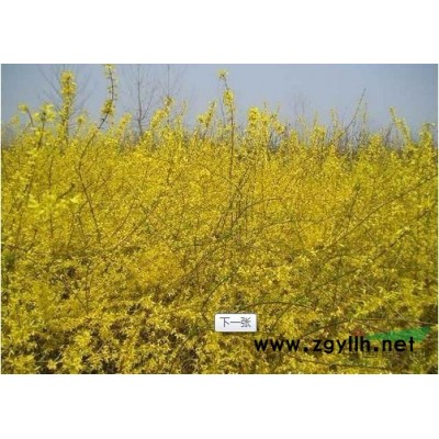 连翘、紫薇、海棠