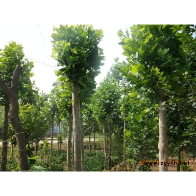 国槐、法桐、合欢