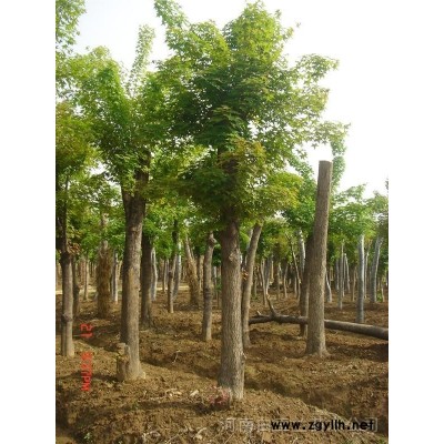 五角枫，大叶女贞，桂花，紫薇，栾树，流苏