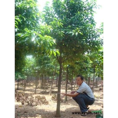 胭脂树，胭脂木，狗果树，红桂木，大叶胭脂树