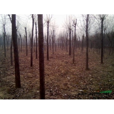 供白腊 国槐 柳树 椿树 107 毛白杨 速生白腊国槐半成品