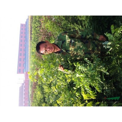 出售大量紫叶矮樱，速生国槐，海棠小苗，白蜡，法桐等等