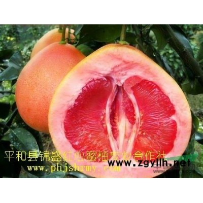 热供红皮红肉琯溪蜜柚苗