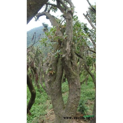 高山杜鹃（鹿角杜鹃）移植大树出售