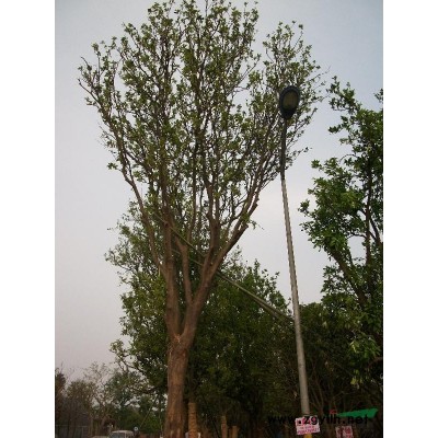 全冠移栽香泡、造型榨树等精品苗木