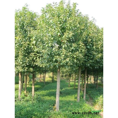 苗木基地批发8-10公分全冠香樟树