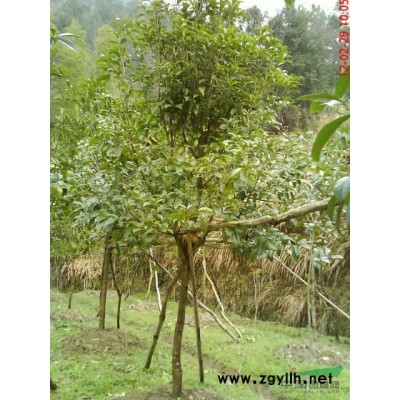 桂花！黄香！杜鹃花！