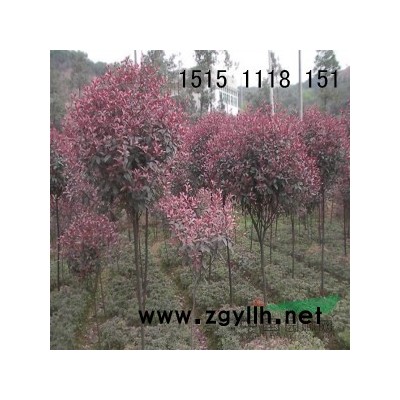 高杆红叶石楠 独杆红叶石楠 红叶石楠行道树 红叶石楠树