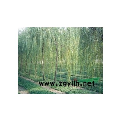 白蜡、五角、榆叶梅等各种绿化苗木