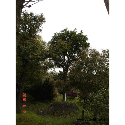 广玉兰