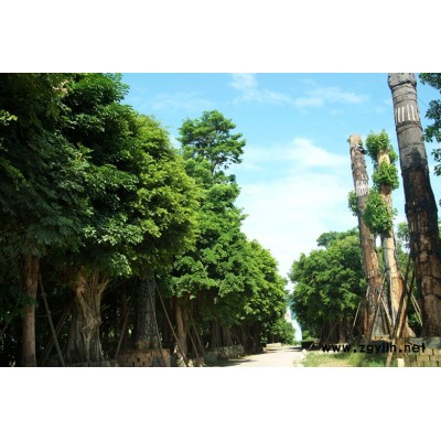 大中型乔木、古树等