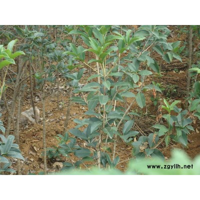 桂花苗、银杏树各种规格