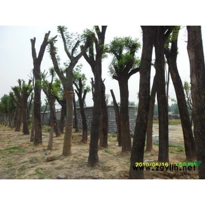 供应法桐小苗、国槐、黄金槐