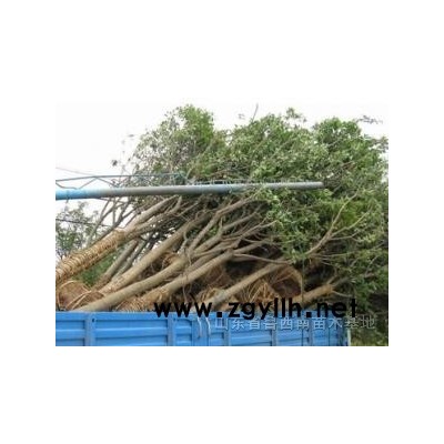 供应法桐 国槐 垂榆