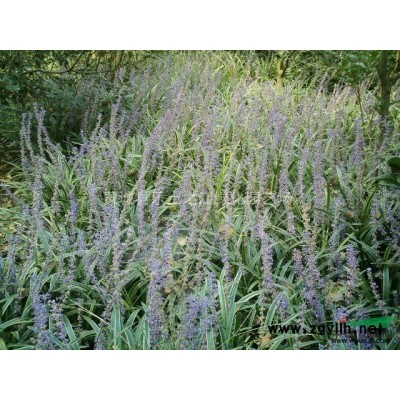 大量供应4-6公分垂柳