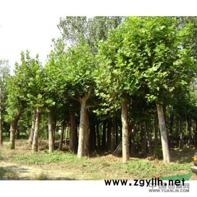 供法桐造型法桐等绿化苗木