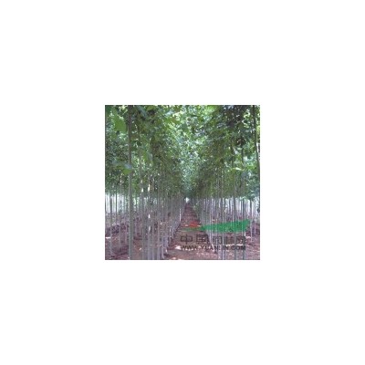 低价供应国槐速生白蜡法桐毛白杨速生杨合欢速生柳黄柳