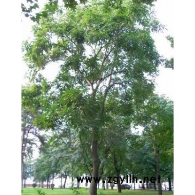 香樟、广玉兰等