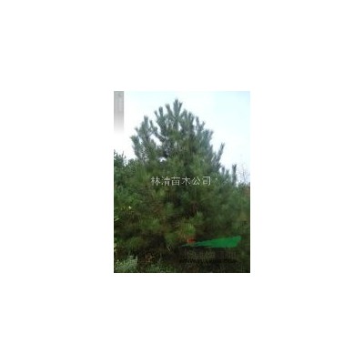 油松1.5--5米    樟子松1--5米