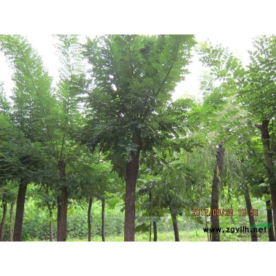 法桐树。国槐，白蜡，栾树。http://www.jncxmm