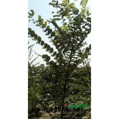 河北国槐邯郸国槐邱县国槐速生国槐接穗