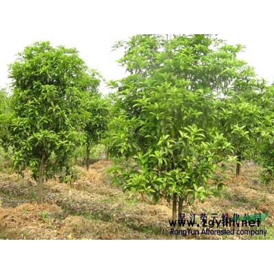 香樟、桂花、合欢、栾树、杜英、银杏、红枫、榉树等