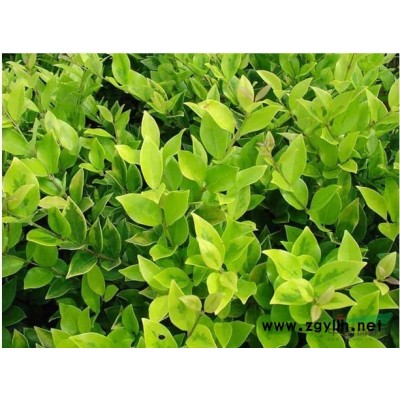 香樟、桂花、银杏成树树苗