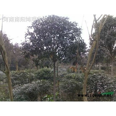 白玉兰，广玉兰，桂花，黄栌，紫薇等