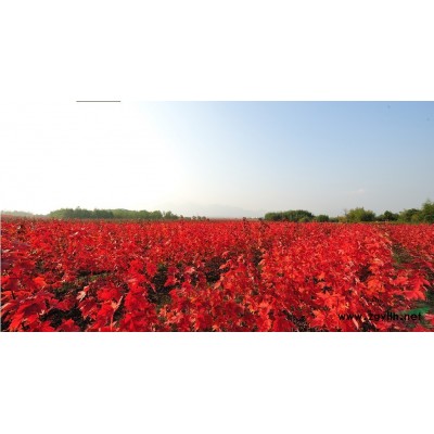 美国红枫 美国红枫价格走势及行情分析