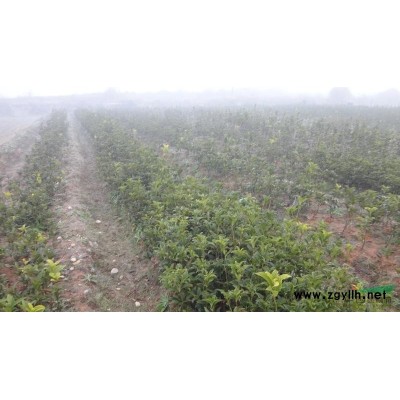 丹桂花1-3年扦插苗