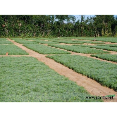 樟子松小苗，云杉小苗，油松小苗大量出售