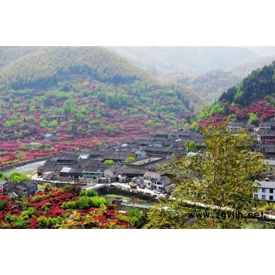 红枫，樱花，海棠