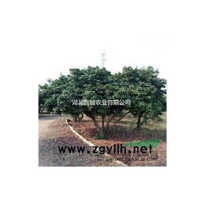 杨梅等挂果绿化果树销售