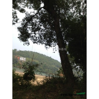 精品大香樟原生香樟生货生樟